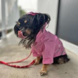 犬 レインコート カッパ | K-city | 詳細画像5