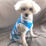 犬 服 犬服 いぬ 犬の服 タンクトップ 袖なし 薄手 くじら柄 ドッグウェア | K-city | 詳細画像3 