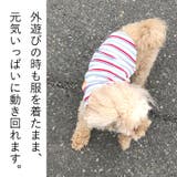 犬 服 犬服 | K-city | 詳細画像3