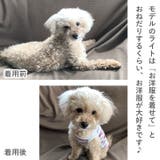 犬 服 犬服 | K-city | 詳細画像5