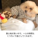 犬 服 犬服 | K-city | 詳細画像5 