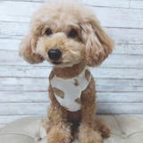 犬 服 犬服 | K-city | 詳細画像4