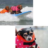 ライフジャケット 犬 服 | K-city | 詳細画像3 