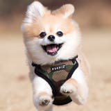 ハーネス ポメラニアン PUPPIA | K-city | 詳細画像2