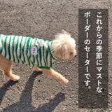 犬 服 犬服 | K-city | 詳細画像2 