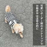 犬 服 犬服 | K-city | 詳細画像6