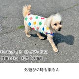犬 服 犬服 | K-city | 詳細画像5