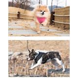 ハーネス ドット柄 犬 | K-city | 詳細画像3 