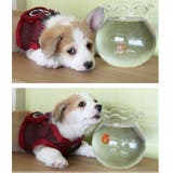 ハーネス 犬 首の負担が少ない | K-city | 詳細画像2