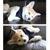 ハーネス 犬 首の負担が少ない | K-city | 詳細画像3