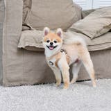 ハーネス 犬 首の負担が少ない | K-city | 詳細画像3