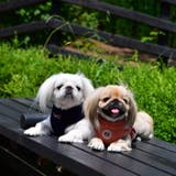ハーネス 犬 首の負担が少ない | K-city | 詳細画像4