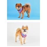 ハーネス 犬 ボーダー | K-city | 詳細画像3