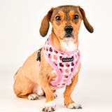 ハーネス 犬 首の負担が少ない | K-city | 詳細画像2 