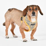 ハーネス 千鳥柄 チェック柄 | K-city | 詳細画像3 