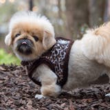 ハーネス 犬 ヒョウ柄 | K-city | 詳細画像6