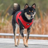 ハーネス 犬 首の負担が少ない | K-city | 詳細画像11