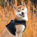ハーネス 犬 首の負担が少ない | K-city | 詳細画像12