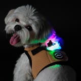 ハーネス 犬 LEDライト | K-city | 詳細画像13