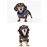 ハーネス 犬 首の負担が少ない | K-city | 詳細画像4
