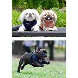 ハーネス 犬 首の負担が少ない | K-city | 詳細画像2 