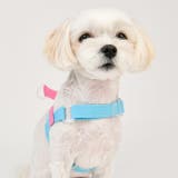 ハーネス 犬 首の負担が少ない | K-city | 詳細画像5
