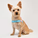 ハーネス 犬 首の負担が少ない | K-city | 詳細画像6