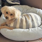 犬 服 犬服 | K-city | 詳細画像7