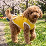 犬 服 犬服 | K-city | 詳細画像7 