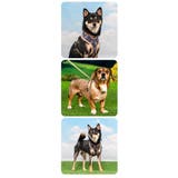 ハーネス 犬 首の負担が少ない | K-city | 詳細画像3 