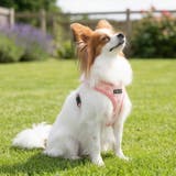 ベストハーネス 足跡柄 PUPPIA | K-city | 詳細画像2 