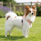 ベストハーネス 足跡柄 PUPPIA | K-city | 詳細画像4 