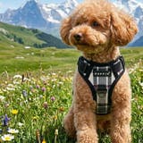 犬 ハーネス ソフト | K-city | 詳細画像2 