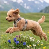 犬 ハーネス ソフト | K-city | 詳細画像3 