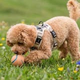 犬 ハーネス ソフト | K-city | 詳細画像4 