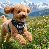 犬 ハーネス ソフト | K-city | 詳細画像5 