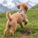 犬 ハーネス ソフト | K-city | 詳細画像6 