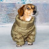 犬 服 犬服 | K-city | 詳細画像5 