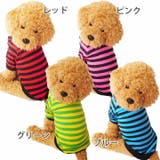 犬 服 犬服 | K-city | 詳細画像4 