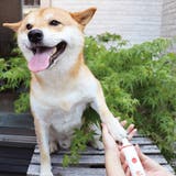 爪切り ペット用 電動爪トリマー | livingut | 詳細画像3
