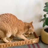 爪とぎバスケット ラタン ケース | livingut | 詳細画像10