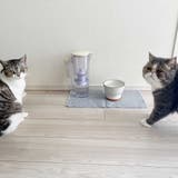 まるっと軟水大容量 750ml 犬猫用 | livingut | 詳細画像3