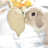 まるっと軟水大容量 750ml 犬猫用 | livingut | 詳細画像4