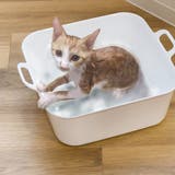 洗濯用たらい 15L Arao! | livingut | 詳細画像5 