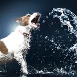 ライト 散歩 犬 | livingut | 詳細画像8