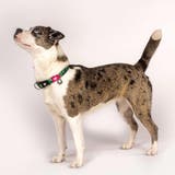 首輪 小型犬 XS | livingut | 詳細画像9