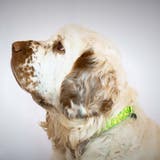 首輪 大型犬 L | livingut | 詳細画像10 