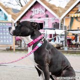 リード 犬 L | livingut | 詳細画像6