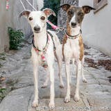 リード 犬 S | livingut | 詳細画像6