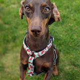 ハーネス 小型犬 中型犬 | livingut | 詳細画像5